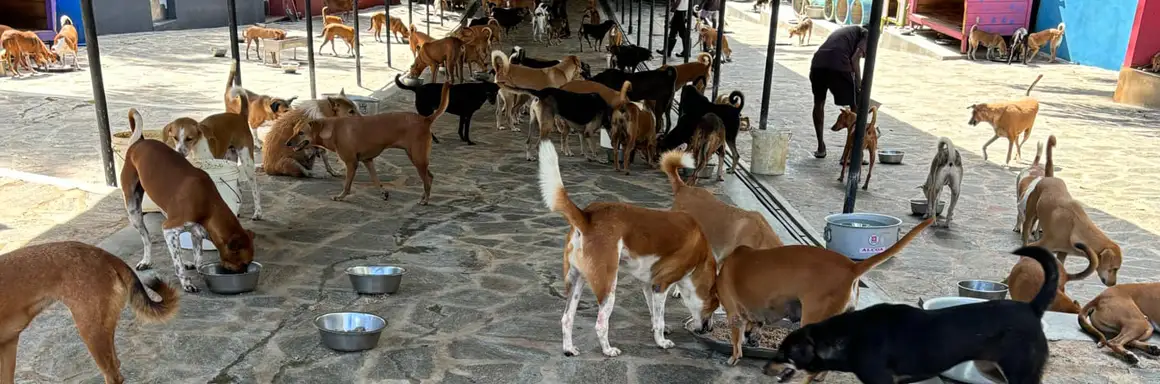 保護(hù)斯里蘭卡流浪動(dòng)物(圖2) Food Donation 3.webp